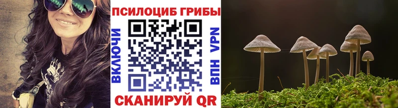 сколько стоит  Ефремов  блэк спрут ТОР  Псилоцибиновые грибы Cubensis 